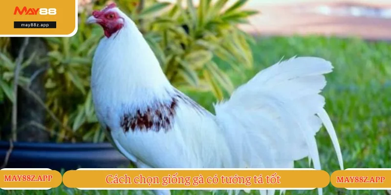 Cách chọn tướng gà đá từ giống tốt