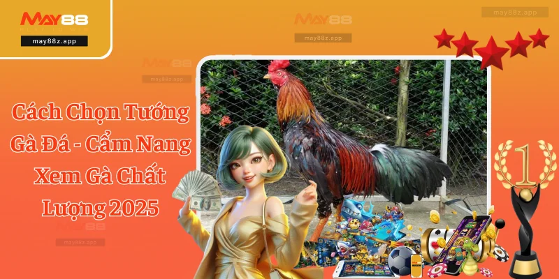 Cách Chọn Tướng Gà Đá - Cẩm Nang Xem Gà Chất Lượng 2025