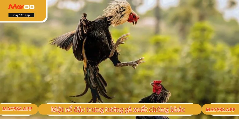 Những thế mạnh khác của chiến kê tốt