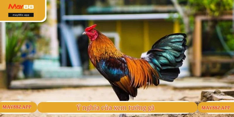 Vai trò của việc đánh giá tướng gà