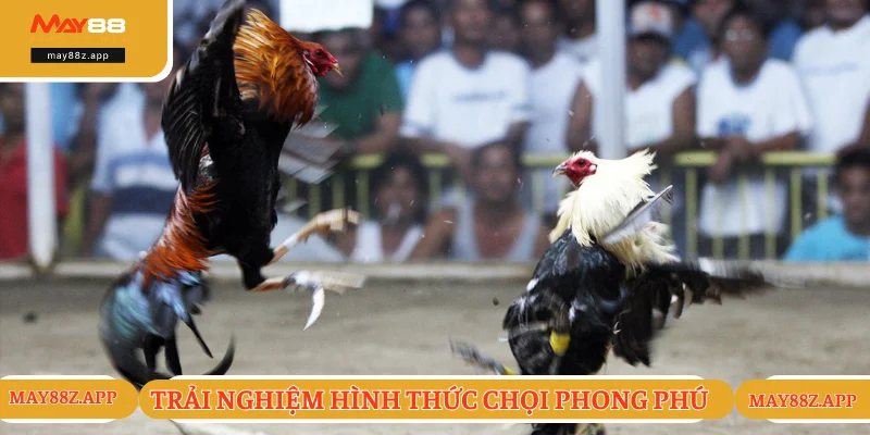 Các hình thức tranh đấu đỉnh cao và ấn tượng