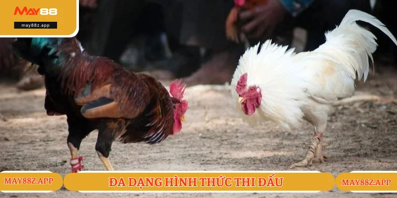 Hình thức tranh tài siêu mãn nhãn và hấp dẫn