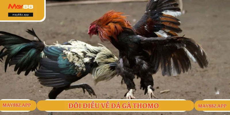 Tìm hiểu nội dung cuốn hút về đá gà Thomo