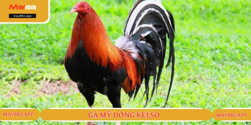 Chiến binh Kelso đẳng cấp thi đấu Thomo