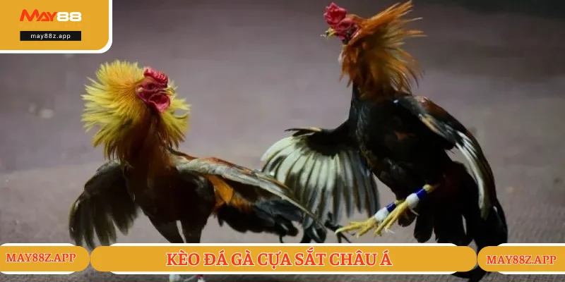 Kèo chấp châu Á đỉnh cao và dễ thắng