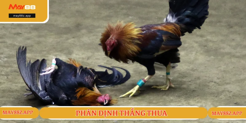 Quy tắc tính thắng thua trong chọi kê