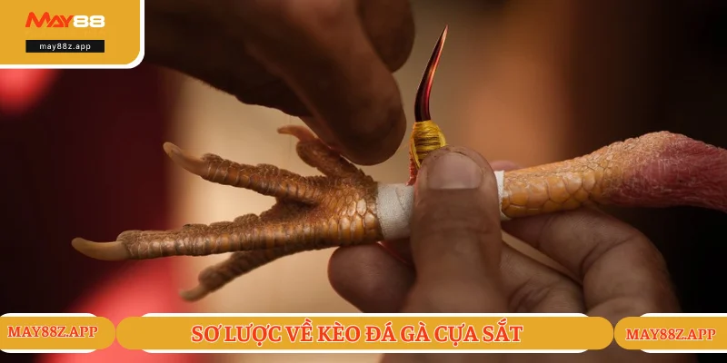 Tổng quan về kèo đá gà cựa sắt