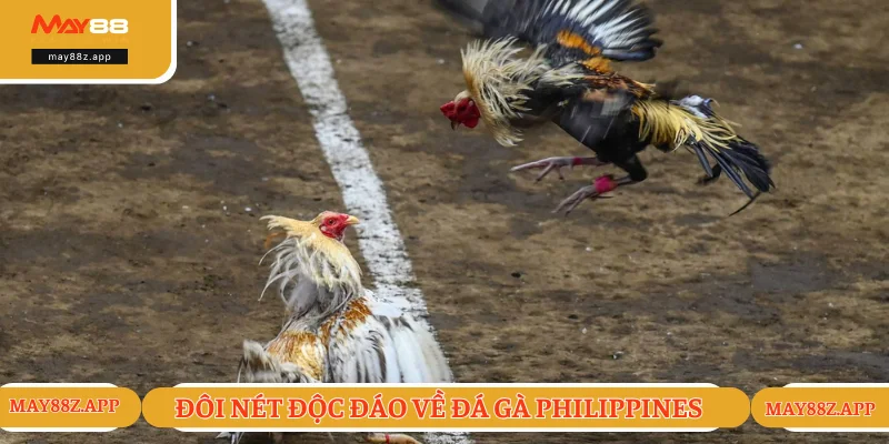 Đôi điều thú vị về đá gà Philippines